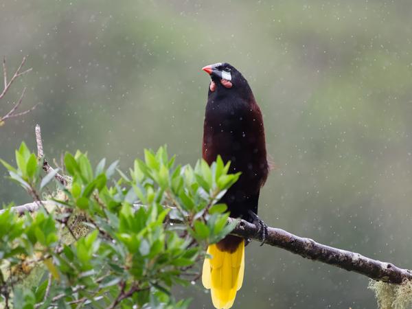 <h3><a href="/trips/costa-rica/biota/animalia/chordata/aves/040 passeriformes/124 icteridae/psarocolius montezuma/psarocolius montezuma-nl.html">Psarocolius&nbsp;montezuma</a> / Montezuma&nbsp;oropendola / Montezumaoropendola</h3>OM-1 Mark II met OLYMPUS M.150-400mm F4.5, 1/2000 sec  bij F4.5, ISO 8000, afstand 16.0&nbsp;m